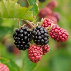 Brombær 'Chester Thornless' Rubus Fruticosus 'Chester Thornless' Potte 2,0 Liter,- Opbundet -Osmo Salgsbutik p37467 50648 rubus fruticosus chester thornless eb08