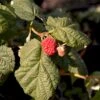 Efterårs Hindbær 'Boheme' Rubus Idaeus 'Boheme' Potte 2,0 Liter,- Opbundet -Osmo Salgsbutik p37471 48841 rubus idaeus boheme 6348