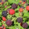 Sommer Hindbær 'Glen Coe'® Rubus Idaeus 'Glen Coe'® Potte 2,0 Liter,- Opbundet -Osmo Salgsbutik p37472 50664 rubus idaeus glen coe 7c08