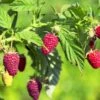Sommer Hindbær 'Tulameen' Rubus Idaeus 'Tulameen' Potte 2,0 Liter,- Opbundet -Osmo Salgsbutik p37475 50673 rubus idaeus tulameen 6880