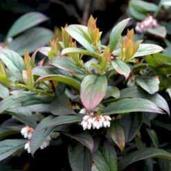 Storfrugtet Tranebær 'Cranberry' Vaccinium Macrocarpon 'Cranberry' Potte 2,0 Liter,- Opbundet -Osmo Salgsbutik p37477 48904 vaccinium macrocarpon cranberry ed10