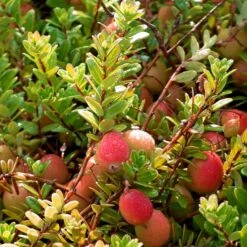 Storfrugtet Tranebær 'Cranberry' Vaccinium Macrocarpon 'Cranberry' Potte 2,0 Liter,- Opbundet -Osmo Salgsbutik p37477 50739 vaccinium macrocarpon cranberry 72c5