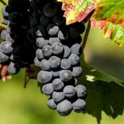 Vin 'Centuri' Vitis Vinifera 'Centuri' Potte 3,0 Liter,- Opbundet 80-100 Cm.