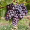 Vin 'Erdbeertraube' Vitis Vinifera 'Erdbeertraube' Potte 3,0 Liter,- Opbundet 80-100 Cm. -Osmo Salgsbutik p37482 50689 vitis vinifera erdbeertraube 1e47
