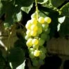 Vin 'Millenium' Vitis Vinifera 'Millenium' Potte 3,0 Liter,- Opbundet 80-100 Cm. -Osmo Salgsbutik p37483 48940 vitis vinifera millenium 0b9c