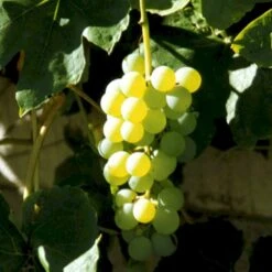 Vin 'Millenium' Vitis Vinifera 'Millenium' Potte 3,0 Liter,- Opbundet 80-100 Cm.