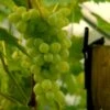 Vin 'Muskateller' Vitis Vinifera 'Muskateller' Potte 3,0 Liter,- Opbundet 80-100 Cm. -Osmo Salgsbutik p37484 48942 vitis vinifera muskateller 214f