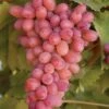 Vin 'Piroschka'® Vitis Vinifera 'Piroschka'® Potte 3,0 Liter,- Opbundet 80-100 Cm. -Osmo Salgsbutik p37486 50697 vitis vinifera piroschka 3010