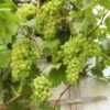 Vin 'Romulus' Vitis Vinifera 'Romulus' Potte 3,0 Liter,- Opbundet 80-100 Cm. -Osmo Salgsbutik p37488 50700 vitis vinifera romulus 9c07