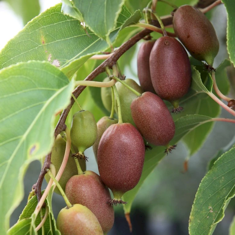 Stikkelsbærkiwi 'Red Jumbo' Actinidia Arguta 'Red Jumbo' (Hunplante) Potte 2,0 Liter,- Opbundet 3 Stikkelsbærkiwi 'Red Jumbo' Actinidia Arguta 'Red Jumbo' (Hunplante) Potte 2,0 Liter,- Opbundet