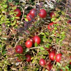 Vild Tranebær Vaccinium Oxycoccus 10 Cm. Potte -Osmo Salgsbutik p37595 50857 vaccinium oxycoccus 05ca