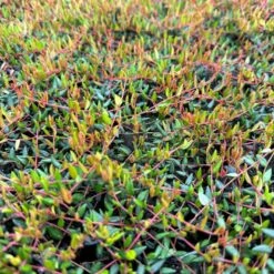 Vild Tranebær Vaccinium Oxycoccus 10 Cm. Potte -Osmo Salgsbutik p37595 51183 vaccinium oxycoccus 5151