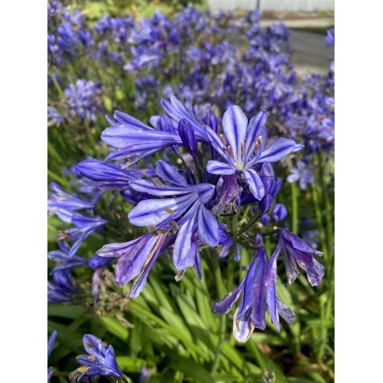 Skærmlilje 'Charlotte' Agapanthus Hybrid 'Charlotte' 2 Liter Potte 5 Skærmlilje 'Charlotte' Agapanthus Hybrid 'Charlotte' 2 Liter Potte - Billede 3