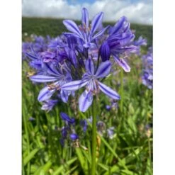 Skærmlilje 'Charlotte' Agapanthus Hybrid 'Charlotte' 2 Liter Potte 9 Skærmlilje 'Charlotte' Agapanthus Hybrid 'Charlotte' 2 Liter Potte -Osmo Salgsbutik p37598 50970 agapanthus hybrid charlotte 4e16