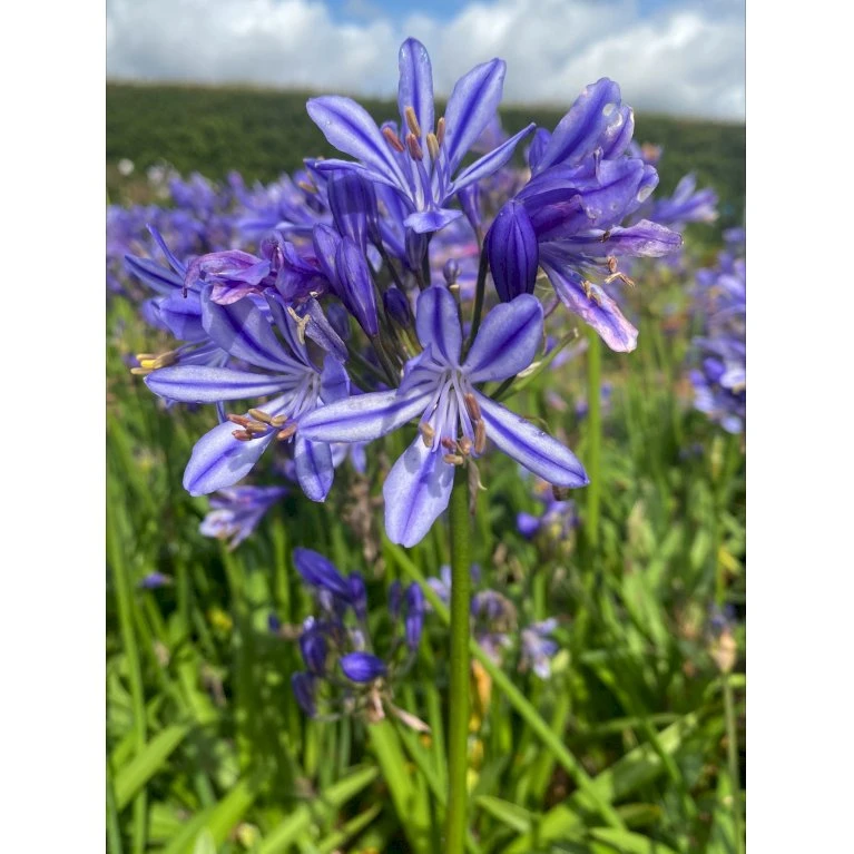Skærmlilje 'Charlotte' Agapanthus Hybrid 'Charlotte' 2 Liter Potte 6 Skærmlilje 'Charlotte' Agapanthus Hybrid 'Charlotte' 2 Liter Potte - Billede 4