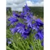Skærmlilje 'Northern Star' Agapanthus Hybrid 'Northern Star' 2 Liter Potte -Osmo Salgsbutik p37599 50972 agapanthus northern star 5b29