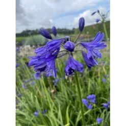 Skærmlilje 'Northern Star' Agapanthus Hybrid 'Northern Star' 2 Liter Potte -Osmo Salgsbutik p37599 50973 agapanthus northern star 27f7