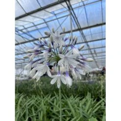 Skærmlilje 'Fireworks' Agapanthus Hybrid 'Fireworks' 2 Liter Potte -Osmo Salgsbutik p37601 50978 agapanthus hybrid fireworks ee5d