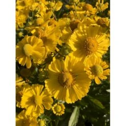 Solbrud 'Lemon Sundae' Helenium 'Lemon Sundae' 1 Liter Potte