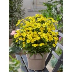 Solbrud 'Lemon Sundae' Helenium 'Lemon Sundae' 1 Liter Potte -Osmo Salgsbutik p37684 52583 helenium lemon sundae cd51