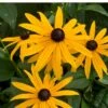 Gul Solhat 'American Goldrush' Rudbeckia Fulgida 'American Goldrush' 1 Liter Potte -Osmo Salgsbutik p37685 52625 rudbeckia fulgida american goldrush c46c