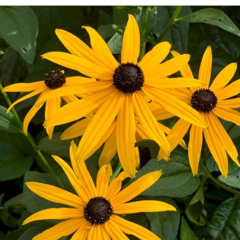 Gul Solhat 'American Goldrush' Rudbeckia Fulgida 'American Goldrush' 1 Liter Potte 3 Gul Solhat 'American Goldrush' Rudbeckia Fulgida 'American Goldrush' 1 Liter Potte