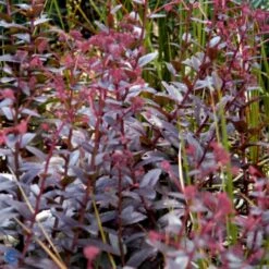 Sankthansurt 'Chocolate Cherry' Sedum 'Chocolate Cherry' 1 Liter Potte -Osmo Salgsbutik p37695 53951 sedum chocolate cherry 527e