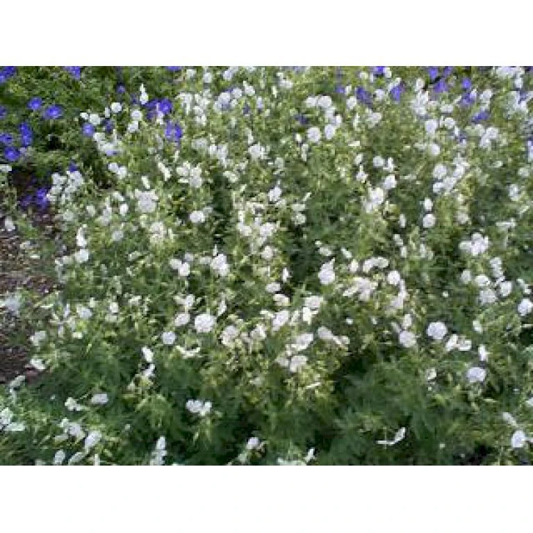 Bølgekronet Storkenæb 'Album' Geranium Phaeum 'Album' 1 Liter Potte 3 Bølgekronet Storkenæb 'Album' Geranium Phaeum 'Album' 1 Liter Potte