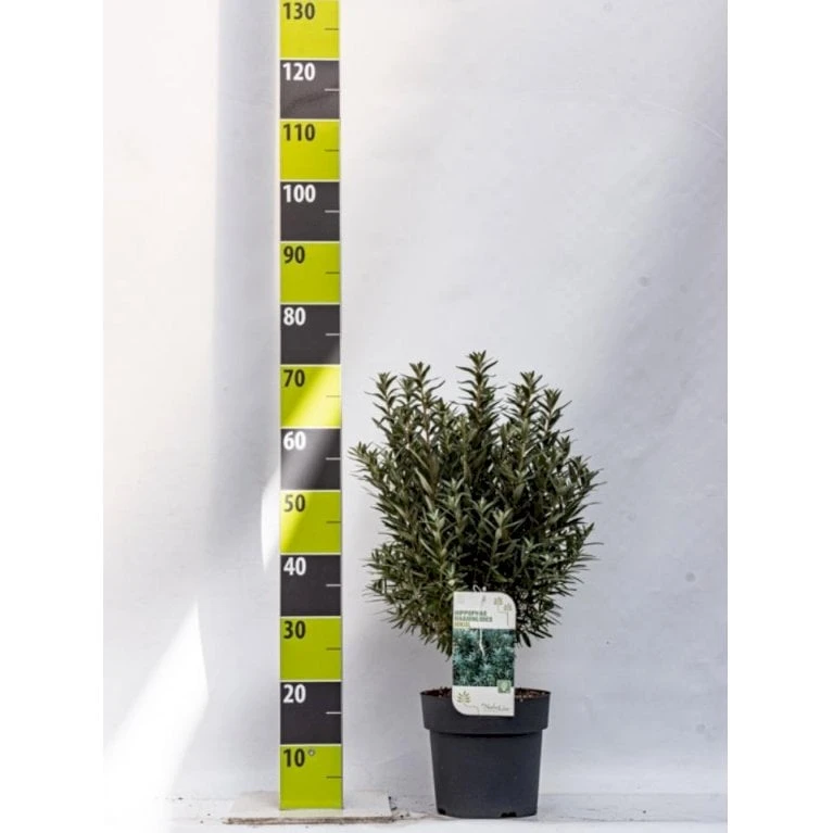 Havtorn 'Hikul' (han) Hippophae Rhamnoides 'Hikul' (han) Potte 4,0 Liter,- 50-60 Cm. 3 Havtorn 'Hikul' (han) Hippophae Rhamnoides 'Hikul' (han) Potte 4,0 Liter,- 50-60 Cm.