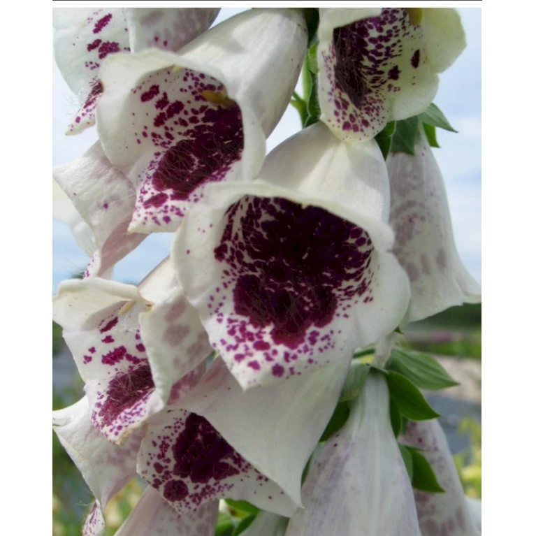 Fingerbøl 'Pam's Choice' Digitalis Purpurea 'pam'S Choice' 1 Liter Potte 3 Fingerbøl 'Pam's Choice' Digitalis Purpurea 'pam'S Choice' 1 Liter Potte