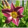 Daglilje 'Bela Lugosi' Hemerocallis 'Bela Lugosi' Potte 2 Liter.