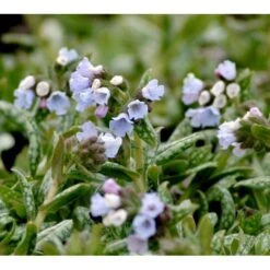 Lungeurt 'Opal' Pulmonaria Hybrid 'Opal' 1 Liter Potte