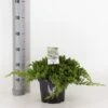 Japansk Enebær 'Nana' Juniperus Procumbens 'Nana' Potte 3,0 Liter,- 25-30 Cm. -Osmo Salgsbutik p4489 33442 juniperus procumbens nana fe17