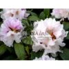 'Eskimo' Rhododendron Hybrid 'Eskimo' Potte 5,0 Liter,- 30-40 Cm. -Osmo Salgsbutik p4510 3337 r hybrid eskimo 75dc