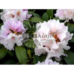 'Eskimo' Rhododendron Hybrid 'Eskimo' Potte 5,0 Liter,- 30-40 Cm.