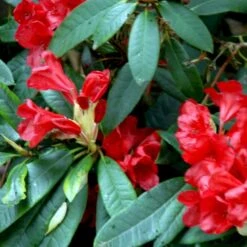 'Vulcan' Rhododendron Hybrid 'Vulcan' Med Klump 50-60 Cm. Høj. Min. 50 Cm. Bred