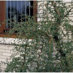 Japansk Lærk 'Diana' Larix Kaempferi 'Diana' Opstammet 90 Cm. 7,5 Liter Potte -Osmo Salgsbutik p4666 3458 larix kaempferi diana c5d2