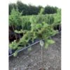 Japansk Lærk 'Diana' Larix Kaempferi 'Diana' Opstammet 90 Cm. 7,5 Liter Potte -Osmo Salgsbutik p4666 45642 larix kaempferi diana 4bf0