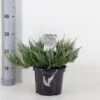 Krybende Enebær 'Blue Chip' Juniperus Horizontalis 'Blue Chip' Potte 3,0 Liter,- 25-30 Cm. -Osmo Salgsbutik p4688 33841 juniperus horizontalis blue chip a257