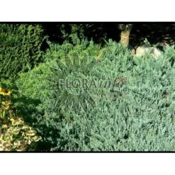 Krybende Enebær 'Blue Chip' Juniperus Horizontalis 'Blue Chip' Potte 3,0 Liter,- 25-30 Cm. -Osmo Salgsbutik p4688 3476 juniperus horizontalis blue chip ab80