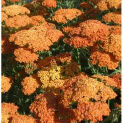Røllike 'Terracotta' Achillea Millefolium 'Terracotta' 1 Liter Potte -Osmo Salgsbutik p4703 37861 achillea millefolium terra cotta 91c6