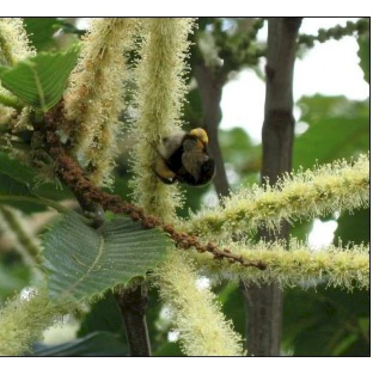 Ægte Kastanje 'Marigoule' Castanea Sativa 'Marigoule' Opbundet Til Ca. 150 Cm. Med Potte 3 Ægte Kastanje 'Marigoule' Castanea Sativa 'Marigoule' Opbundet Til Ca. 150 Cm. Med Potte