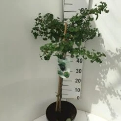 Kugle-Tempeltræ 'Mariken' Ginkgo Biloba 'Mariken' Opstammet 60 Cm. 7,5 Liter Potte