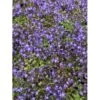Krybeklokke Campanula Portenschlagiana 10 Cm. Potte -Osmo Salgsbutik p489 27766 campanula portenschlagiana a73f