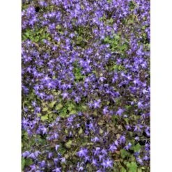 Krybeklokke Campanula Portenschlagiana 10 Cm. Potte