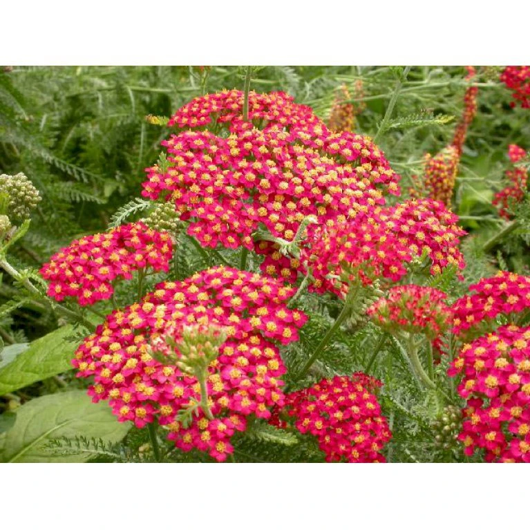 Røllike 'Paprika' Achillea Millefolium 'Paprika' 1 Liter Potte 3 Røllike 'Paprika' Achillea Millefolium 'Paprika' 1 Liter Potte