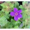 Wlassows Storkenæb Geranium Wlassovianum 1 Liter Potte -Osmo Salgsbutik p4903 36186 geranium wlassovianum d9f9