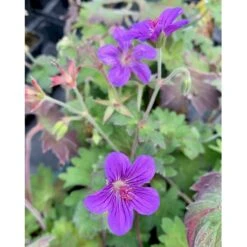 Wlassows Storkenæb Geranium Wlassovianum 1 Liter Potte -Osmo Salgsbutik p4903 36188 geranium wlassovianum fd17