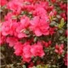 'Canzonetta' Rhododendron Jap.'Canzonetta' Potte 2,0 Liter,- 20-25 Cm.