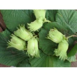 Storfrugtet Hassel 'Zellernød' Corylus Maxima 'Zellernød' 7,5 Liter Potte